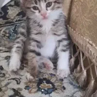 واگذاری گربه ملوس