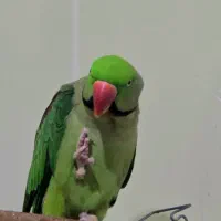 شاه طوطی|پرنده|شیراز, طلاب|دیوار