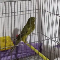 قناری رسمی بلند ۵تومن