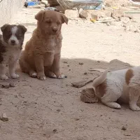 توله های پاکوتا