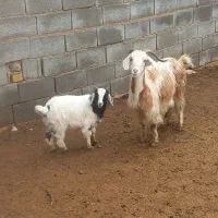 بز بزغاله دار بزغاله نر