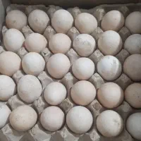 تخم مرغ محلی تازه تازه شانه ای ۲۹۰
