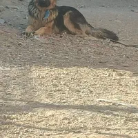 سگ ژرمن دهن پاک|سگ|ساوه, |دیوار