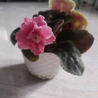 فروش انواع گل های اپارتمانی