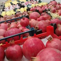 شاگرد میوه فروشی