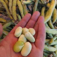 باقلا سبز کردکوی