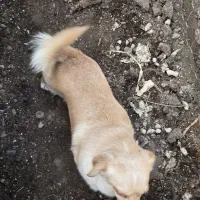 اشپیتز پامر  ماده