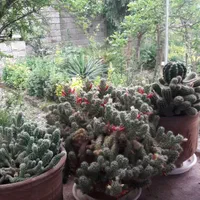 فروش خانه ویلایی در محوطه ۵۳۶ متری|فروش خانه و ویلا|کلاچای, |دیوار