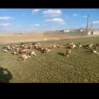 محلی بوقلمون|حیوانات مزرعه|کاکاوند, |دیوار