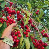 تولید نهال آلبالو مجارستان