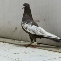 کفتر بهبونی و پلاکی