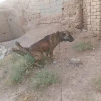 سرابی ماده|سگ|شراء, |دیوار