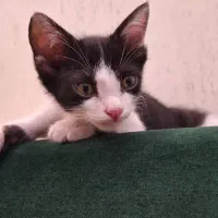 واگذاری گربه