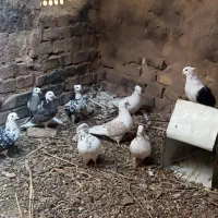 کبوتر فروشی|پرنده|یزد, |دیوار