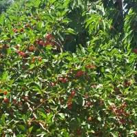 فروش-باغ-فوری-زیر-قیمت