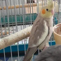 جوجه عروس هلندی نر و ماده آهویی گلباقالی