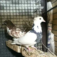 کفترکاشونی|پرنده|اصفهان, شاهد|دیوار