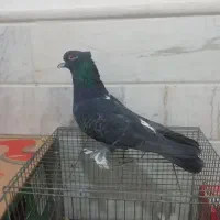 کبوتر پرشی نر چکمه ای  یک جوجه زره ای