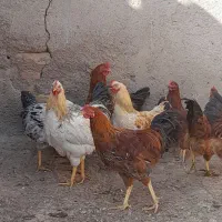فروش ۱۰خروس محلی|حیوانات مزرعه|بوئین زهرا, |دیوار