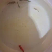 آکواریوم سایزمتوسط|ماهی|مشهد, فریزی|دیوار