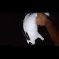 خرگوش گوش رنگی