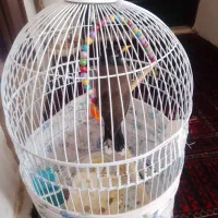 مینا