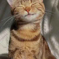 گربه کوچولو