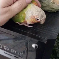 طوطی گرینچیک|پرنده|احمدآبادمستوفی, |دیوار