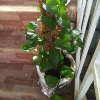 گل گلدون من