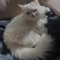 واگذاری رایگان پرشین