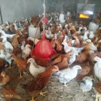 نیمچه خروس ومرغ بومی