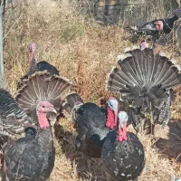 بوقلمون در شهرستان شوط