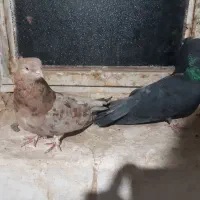 دو جفت سرول