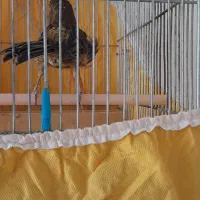 قناری نر مست و ماده آماده
