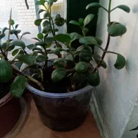 پایه قابلمه|آب‌چکان و نظم‌دهنده ظروف|سبزوار, ولیعصر (نجار آباد)|دیوار