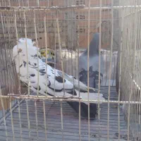 کبوتر تزئینی ترکیه ای شامپیون چتری بلژیکی(شامی)سرو|پرنده|بومهن, |دیوار