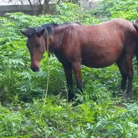 مادیان|اسب و تجهیزات اسبسواری|شاندرمن, |دیوار