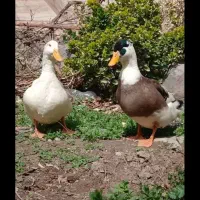 اردک،مرغ،تخم مرغ