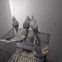جوجه عروس هلندی ۵،۶ماهه دونه خور ...