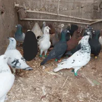 تعداد۲۵عدد کفتر نر|پرنده|گرمه, |دیوار