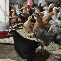 نیمچه مرغ و خروس 1کیلویی