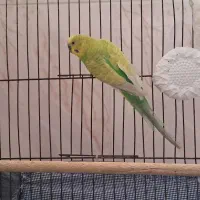 مرغ عشق نر بالغ مست...کشیده و بلند