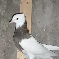 طوقی بندر دیلم|پرنده|دیلم, |دیوار