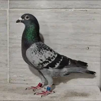 نر ایران بازرگان ثبت کرده