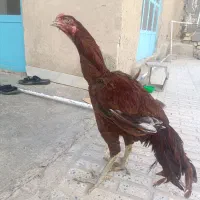 لاری مرغ خروس