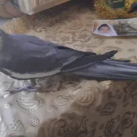 عروس سخن گو