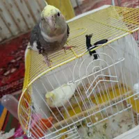 عروس اهلی|پرنده|تبریز, |دیوار