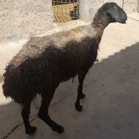 میش جوان جهت قربانی|حیوانات مزرعه|کرج, خرمدشت|دیوار