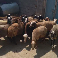 میش ابستن