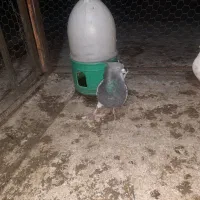 نرکله سبز|پرنده|خرم‌آباد, |دیوار